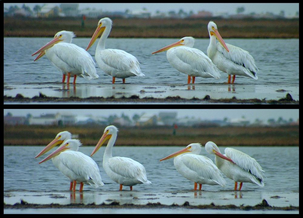 (60) pelican montage.jpg   (1000x720)   297 Kb                                    Click to display next picture